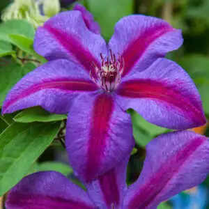 Top 10 Bulbs To Plant In Spring Clematis Mrs N Thompson Pplclemnt - Garden Express Australia