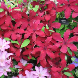 Top 10 Bulbs To Plant In Spring Clematis Ruutel 20 Pplcleruu - Garden Express Australia