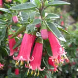 Correa Adorabelle 13 Scaled - Garden Express Australia