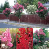 Crepe Myrtle Sioux Crepe Myrtle Sioux