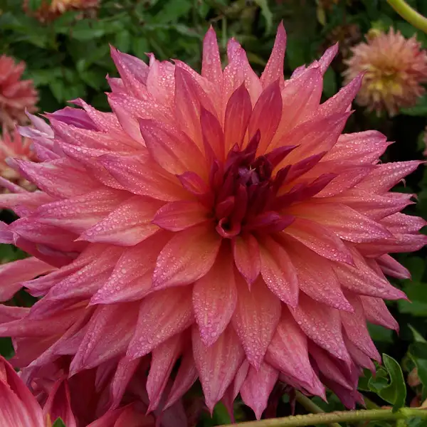 Dahlia French Kiss