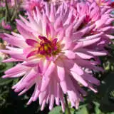Dahlia Glemark Fairway Pkdahgfa - Garden Express Australia