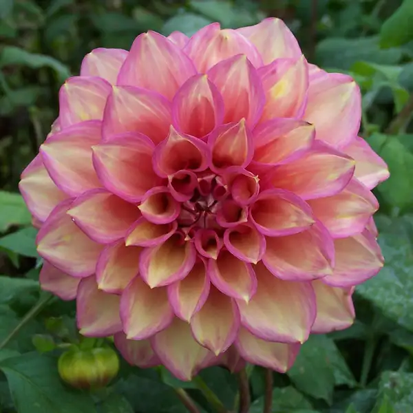 Dahlia Juliette