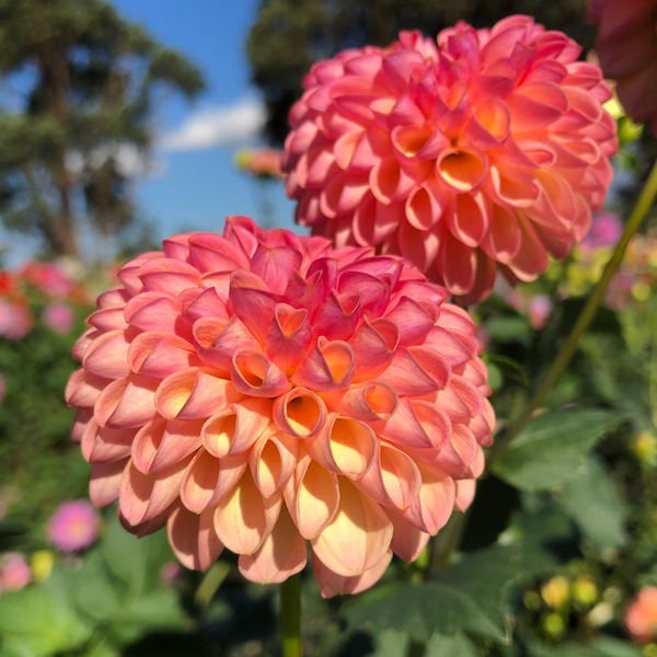 Dahlia Little Peaches Garden Express