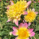 Dahlia Nayap Pkdahnay - Garden Express Australia