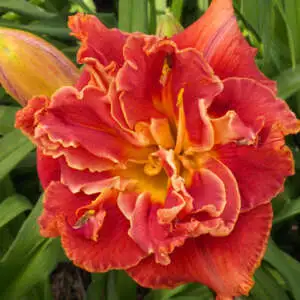 Day Lily Growing Guide Daylily Fire Breathing Dragon Pkdlifbd - Garden Express Australia
