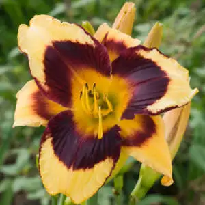 Day Lily Growing Guide Daylily Rapid Eye Movement Pkdlirem - Garden Express Australia