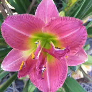 Day Lily Growing Guide Daylily Sanford House Pkdlishs - Garden Express Australia