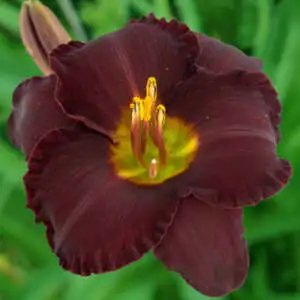 Day Lily Growing Guide Daylily Spacecoast Dark Obsession Pkdliscdo - Garden Express Australia