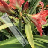 Gardeners Advantage Plant Supports Fixed Accgaplsfx - Garden Express Australia