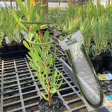 Gardeners Advantage Plant Supports Flexible Accgaplsfl - Garden Express Australia