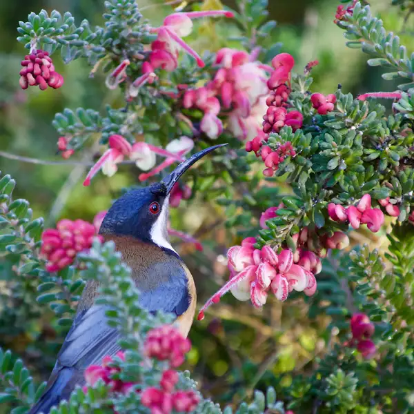 Grevillea Honeyeater Heaven