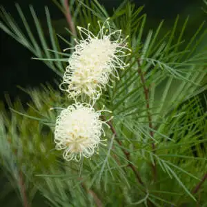 Grevillea Growing Guide Grevillea Moonlight Pplgremoo - Garden Express Australia