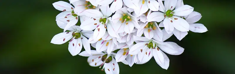 Allium Bridal Mist Growing Guide Header Allium Bridal Mist - Garden Express Australia