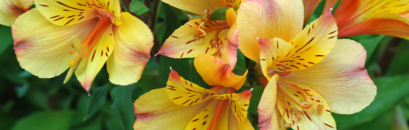 Header Alstroemeria - Garden Express Australia