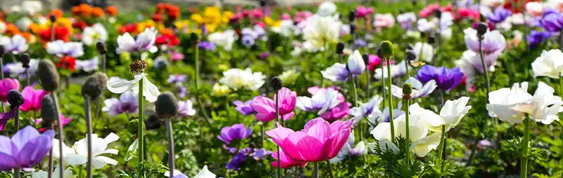 Anemones Growing Guide Header Anemones - Garden Express Australia