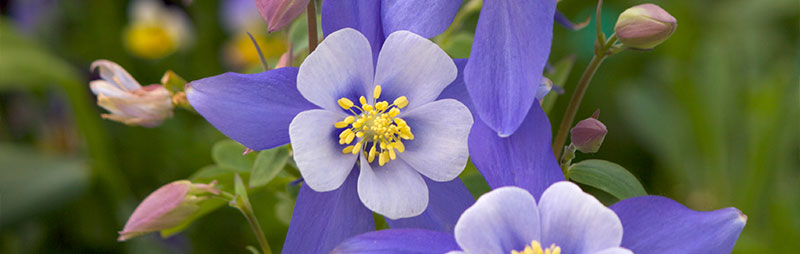 Header Aquilegia - Garden Express Australia