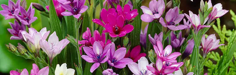 Babiana Growing Guide Header Babiana - Garden Express Australia