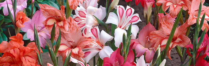 Header Baby Gladioli - Garden Express Australia