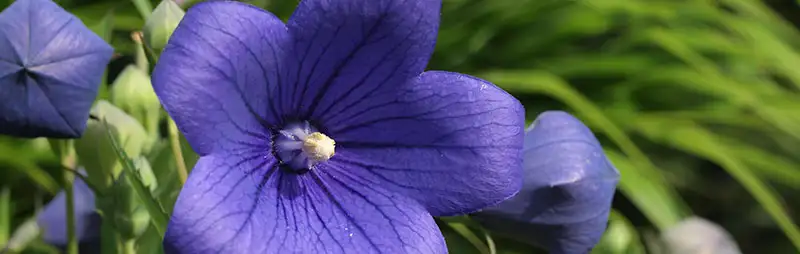 Babiana Growing Guide Header Balloon Flower - Garden Express Australia