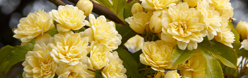 Header Banksia Rose - Garden Express Australia