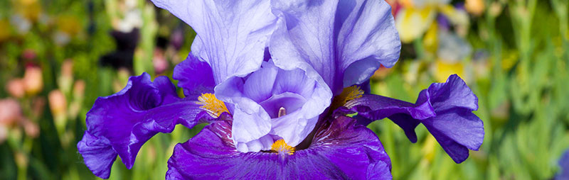 Header Bearded Iris - Garden Express Australia