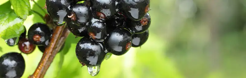 Babiana Growing Guide Header Black Currant - Garden Express Australia