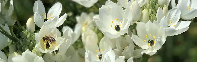 Babiana Growing Guide Header Black Pearl Lily - Garden Express Australia