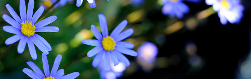 Header Blue Marguerite - Garden Express Australia