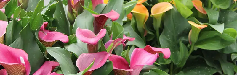 Calla Lily Growing Guide - Garden Express Australia