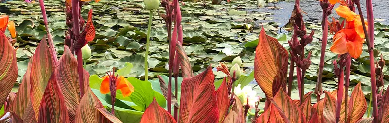 Top 10 Bulbs To Plant In Spring Header Canna Lily - Garden Express Australia