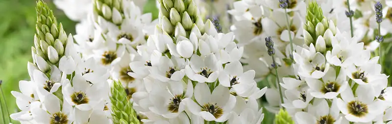 Top 10 Bulbs To Plant In Spring Header Chincherinchee - Garden Express Australia