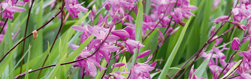 Header Chinese Ground Orchid