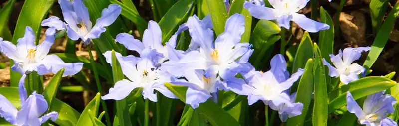 Top 10 Bulbs To Plant In Spring Header Chiondoxa - Garden Express Australia