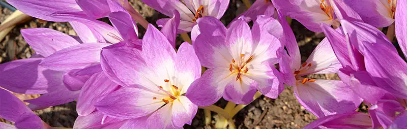Top 10 Bulbs To Plant In Spring Header Cokchicum - Garden Express Australia