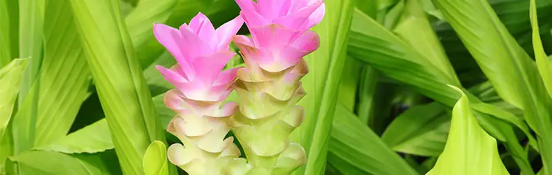 Top 10 Bulbs To Plant In Spring Header Curcuma - Garden Express Australia