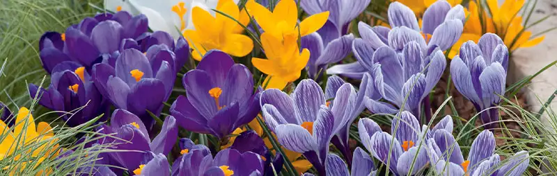 Top 10 Bulbs To Plant In Spring Header Dutch Crocus - Garden Express Australia