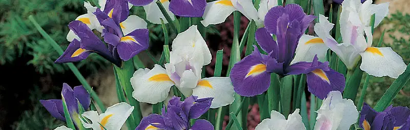 Top 10 Bulbs To Plant In Spring Header Dutch Iris - Garden Express Australia