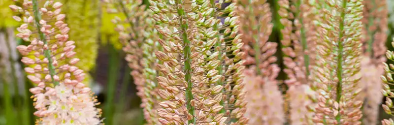 Eremurus Growing Guide Header Eremurus - Garden Express Australia