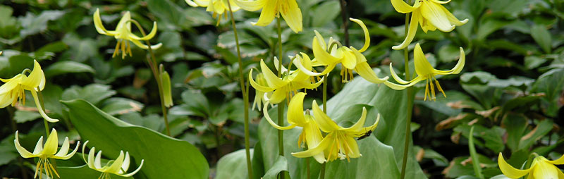 Header Erythronium - Garden Express Australia