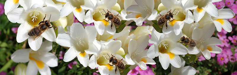 Header Freesia - Garden Express Australia