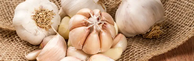 Top 10 Bulbs To Plant In Spring Header Garlic - Garden Express Australia
