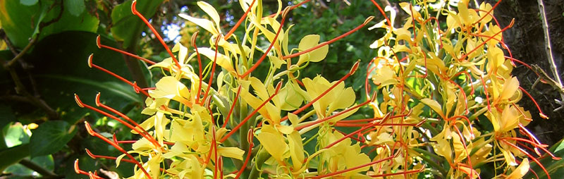 Header Ginger Lily - Garden Express Australia