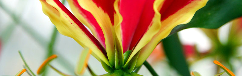 Header Gloriosa Lily - Garden Express Australia