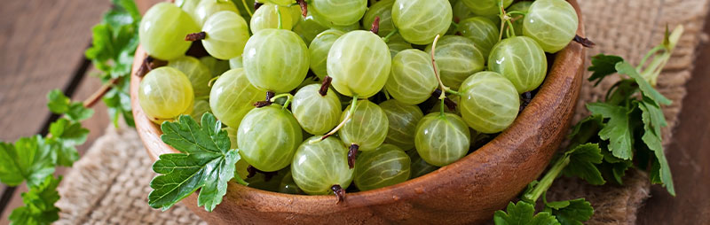 Header Gooseberry - Garden Express Australia
