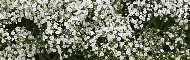 Gypsophila Growing Guide Header Gypsophila - Garden Express Australia
