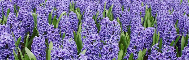 Hyacinth Growing Guide Header Hyacinth - Garden Express Australia