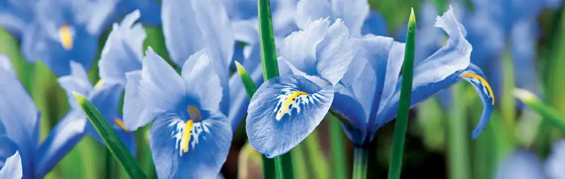 Iris Reticulata Growing Guide Header Iris Reticulata - Garden Express Australia