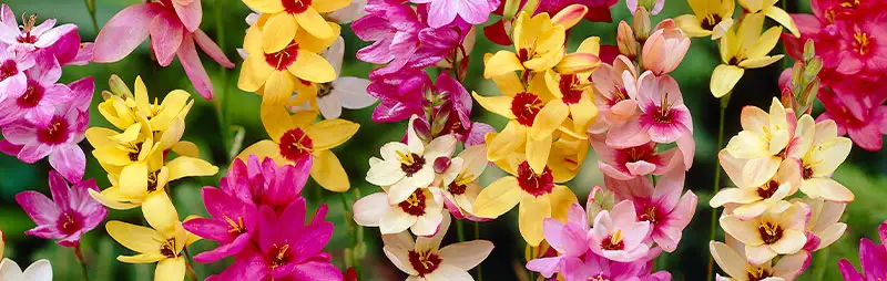 Ixia Growing Guide Header Ixia - Garden Express Australia