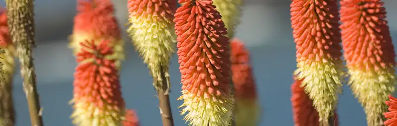 Kniphofia Growing Guide Header Kniphofia - Garden Express Australia